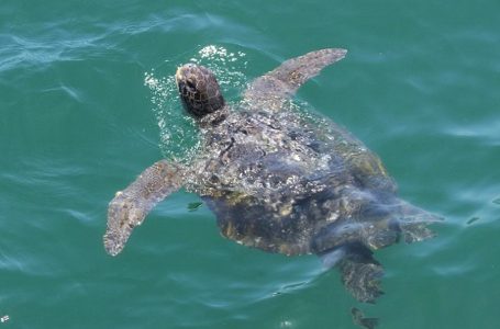 Perú aprueba el Plan Nacional de Conservación de las Tortugas Marinas