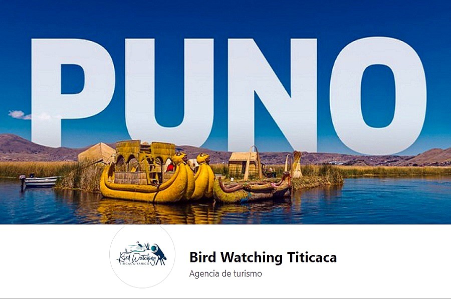 Birdwatching Titicaca: conoce el emprendimiento que revolucionó una comunidad en Puno