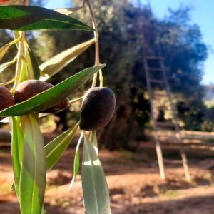 Tacna lanzará nueva Ruta del Olivo para impulsar el turismo vivencial