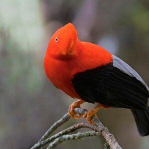 Perú resalta como el segundo destino para el avistamiento de aves en el mundo