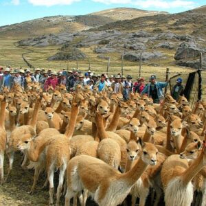 Ayacucho: Reserva Pampa Galeras celebrará tradicional Chaccu o Fiesta de la Vicuña
