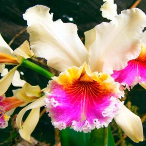 San Martín: Moyobamba celebrará en noviembre el 28° Festival de la Orquídea 2023