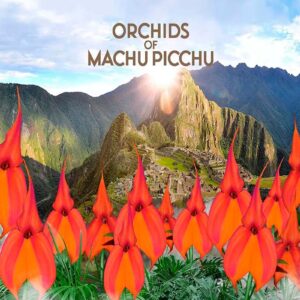 Exposición “Orquídeas de Machu Picchu” en Singapur es visitada por más de 750,000 personas
