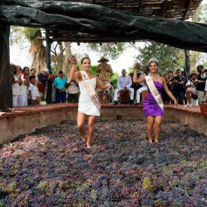 Vendimia de Ica proyecta atraer más de 150 mil visitantes del 1 al 10 de marzo