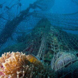 Novotel anuncia asociación con WWF para la protección del océano