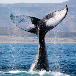 Inicia temporada de avistamiento de ballenas en Perú: Aranwa impulsa el ecoturismo