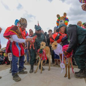 XIII Festival Ecoturístico Vicuña 2024 en Arequipa conserva tradiciones andinas