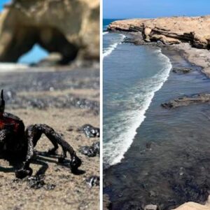 Derrame de petróleo contamina playas en Piura afectando el turismo y la pesca artesanal