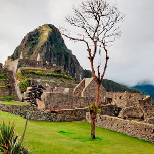 Machu Picchu: podarán histórico árbol pisonay por seguridad de visitantes