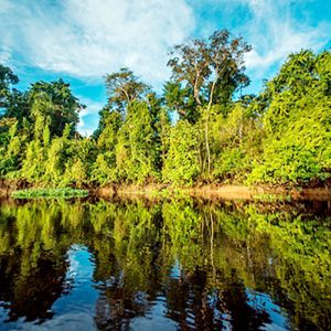 Minam fortalece la conservación de bosques amazónicos con apoyo del MEF y cooperación alemana
